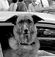 A dog's face - woof-woof - click to see slideshow!